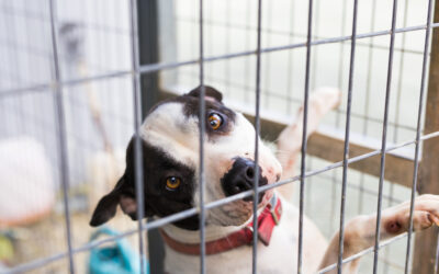 Pomozme zvířatům, která nemají hlas